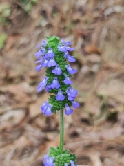 Salvia lasiocephala