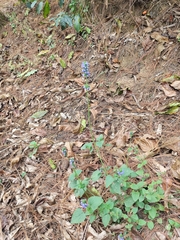 Salvia lasiocephala