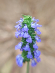 Salvia lasiocephala