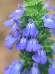 Salvia lasiocephala
