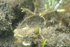 Simocarcinus simplex