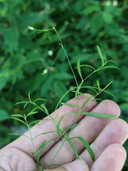 Stellaria longifolia