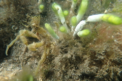 Simocarcinus simplex