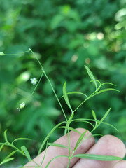Stellaria longifolia