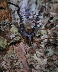 Sadocus asperatus