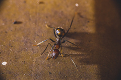 Camponotus nicobarensis