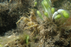 Simocarcinus simplex