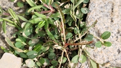 Phyllanthus urinaria hookeri