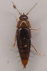 Habrocerus capillaricornis