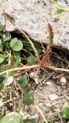 Phyllanthus urinaria hookeri