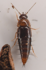 Habrocerus capillaricornis