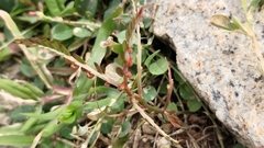 Phyllanthus urinaria hookeri