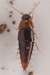 Habrocerus capillaricornis