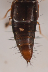 Habrocerus capillaricornis