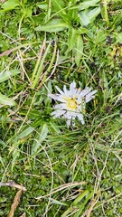 Hypochaeris sessiliflora
