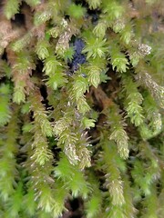 Anomodon viticulosus