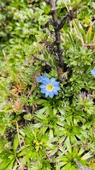 Gentiana sedifolia