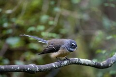 Rhipidura fuliginosa fuliginosa