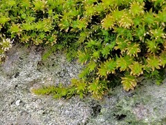 Anomodon viticulosus