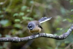 Rhipidura fuliginosa fuliginosa