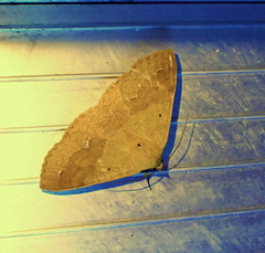 Ophyx ochroptera