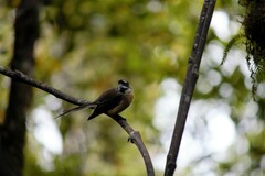 Rhipidura fuliginosa fuliginosa