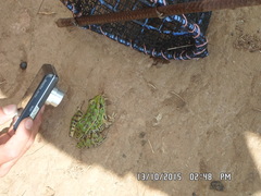 Lithobates spectabilis