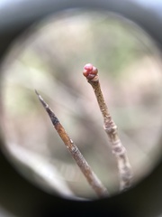 Crataegus marshallii
