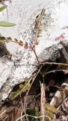 Phyllanthus urinaria hookeri