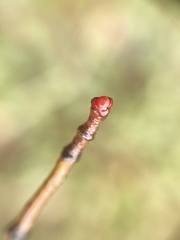 Crataegus marshallii