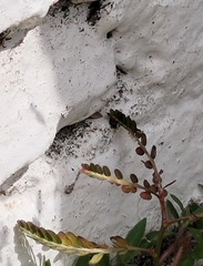 Phyllanthus urinaria hookeri