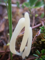 Clavaria