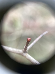 Crataegus marshallii