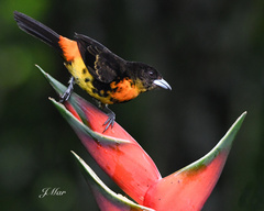 Ramphocelus flammigerus