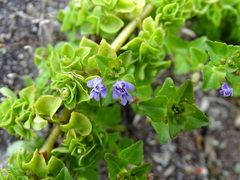 Clinopodium brownei