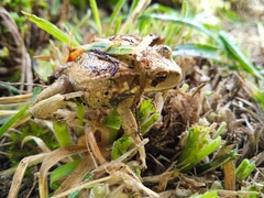 Gastrotheca