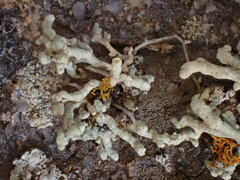 Lecanora phryganitis