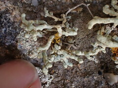 Lecanora phryganitis