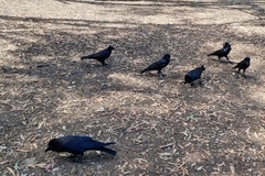 Corvus mellori
