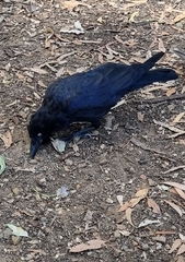 Corvus mellori