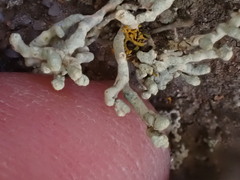 Lecanora phryganitis