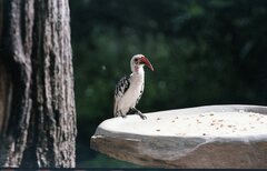 Tockus erythrorhynchus