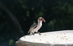 Tockus erythrorhynchus