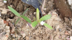 Oldenlandia corymbosa