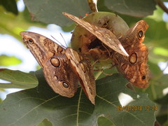 Opsiphanes boisduvallii