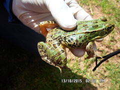 Lithobates spectabilis