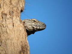 Ctenosaura hemilopha