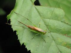 Conocephalus brevipennis