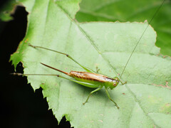 Conocephalus brevipennis