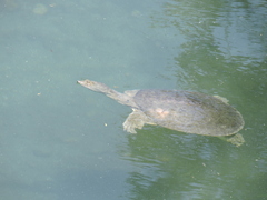 Apalone spinifera emoryi